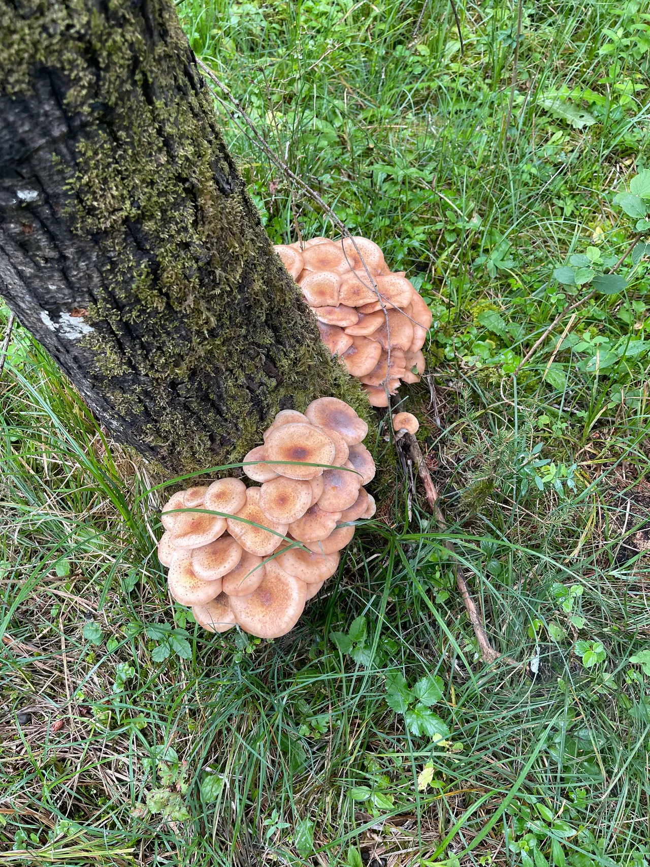 Honey fungus — 1