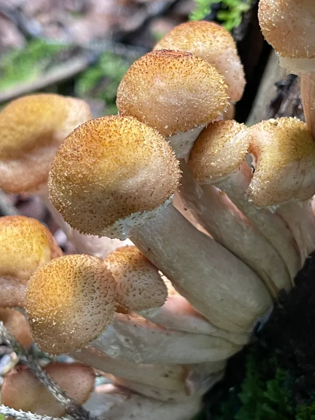Honey fungus