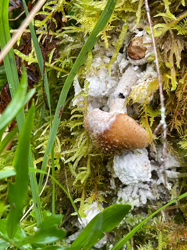 Honey fungus