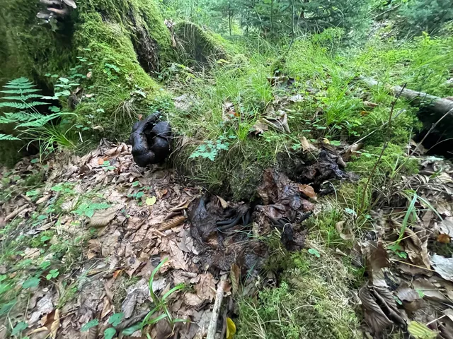 Honey fungus