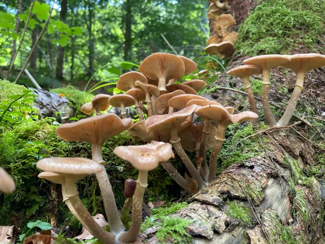 Honey fungus