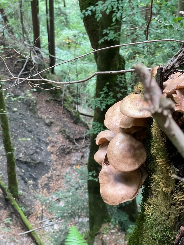 Honey fungus