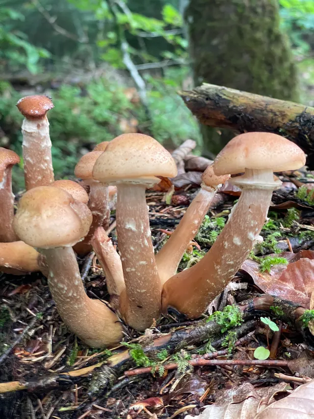 Honey fungus