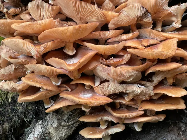 Honey fungus