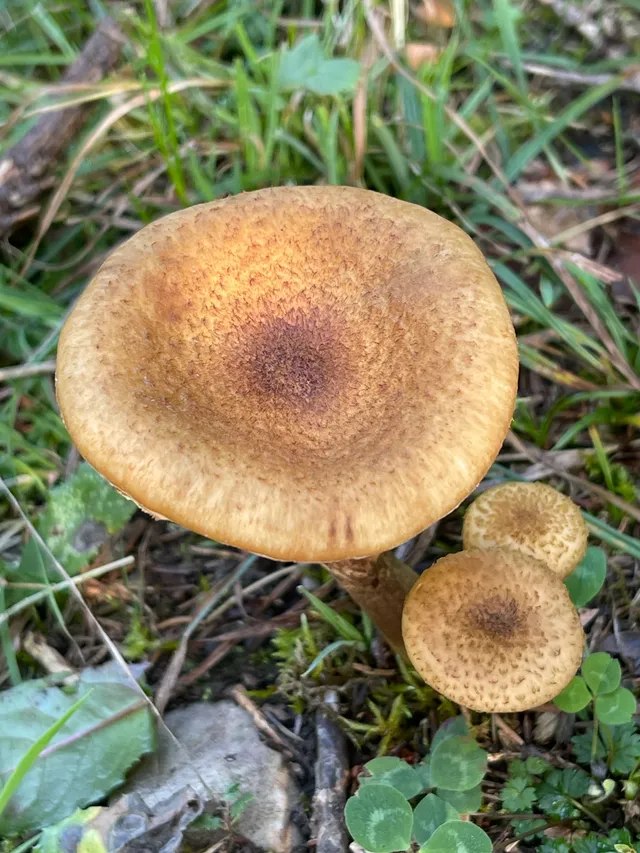 Honey fungus