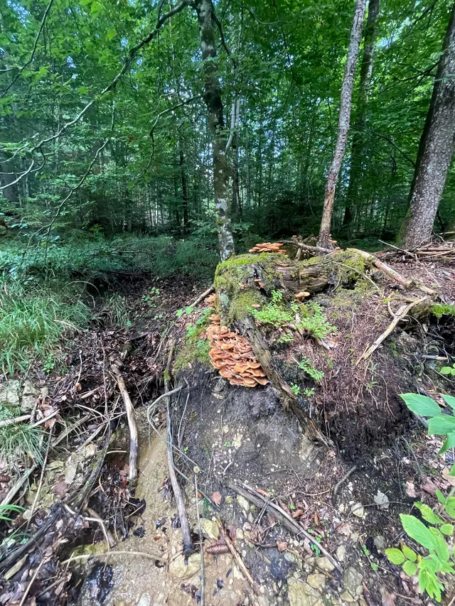 Honey fungus