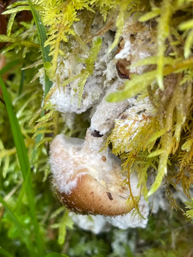 Honey fungus
