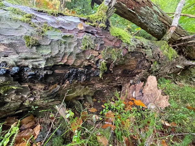 Honey fungus