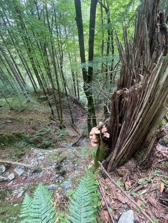 Honey fungus