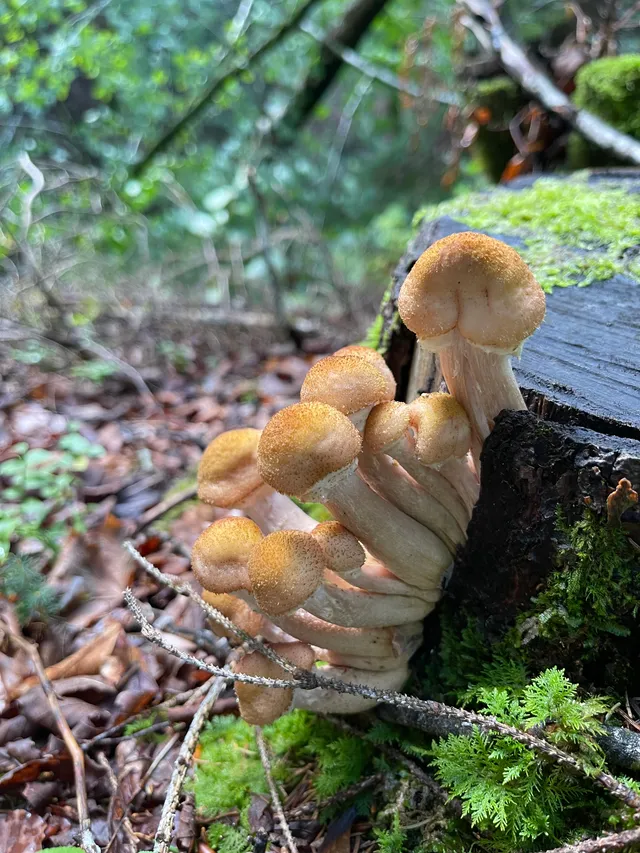 Honey fungus