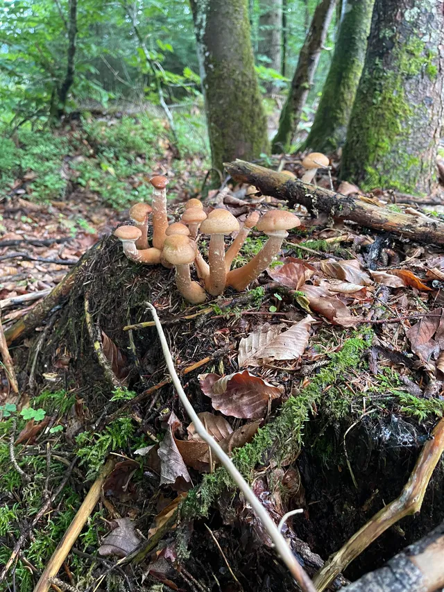 Honey fungus