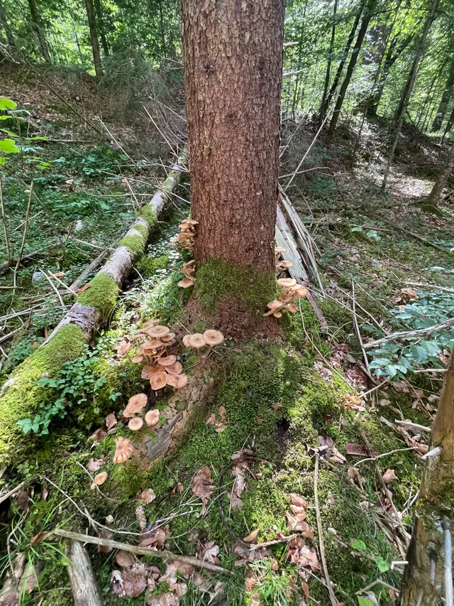 Honey fungus