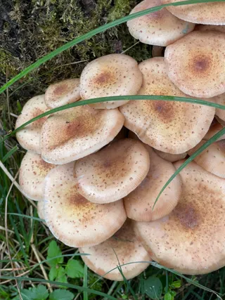 Honey fungus — 2