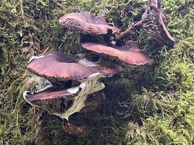 Honey fungus