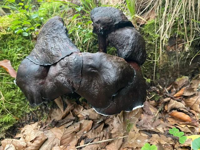Honey fungus