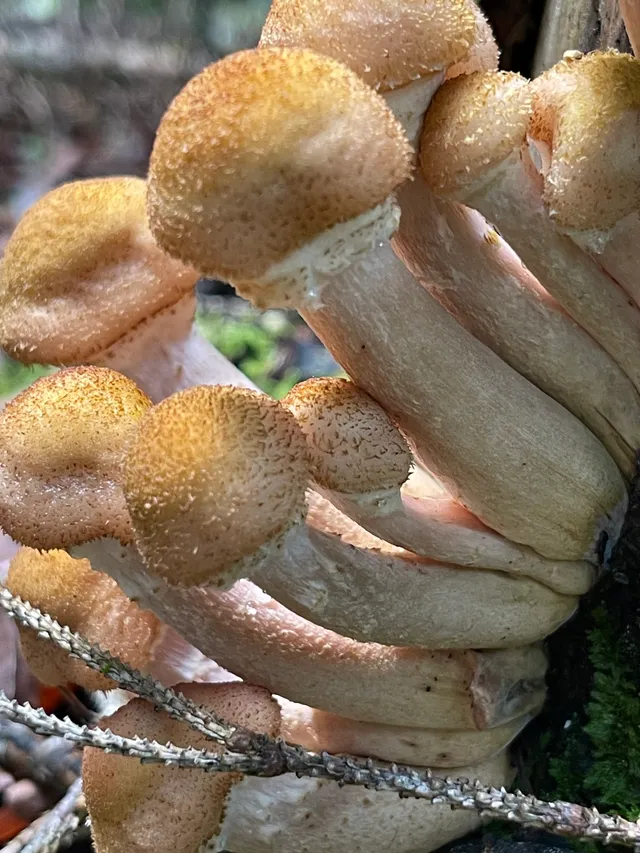 Honey fungus
