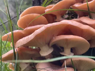 Honey fungus — 3