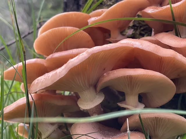 Honey fungus
