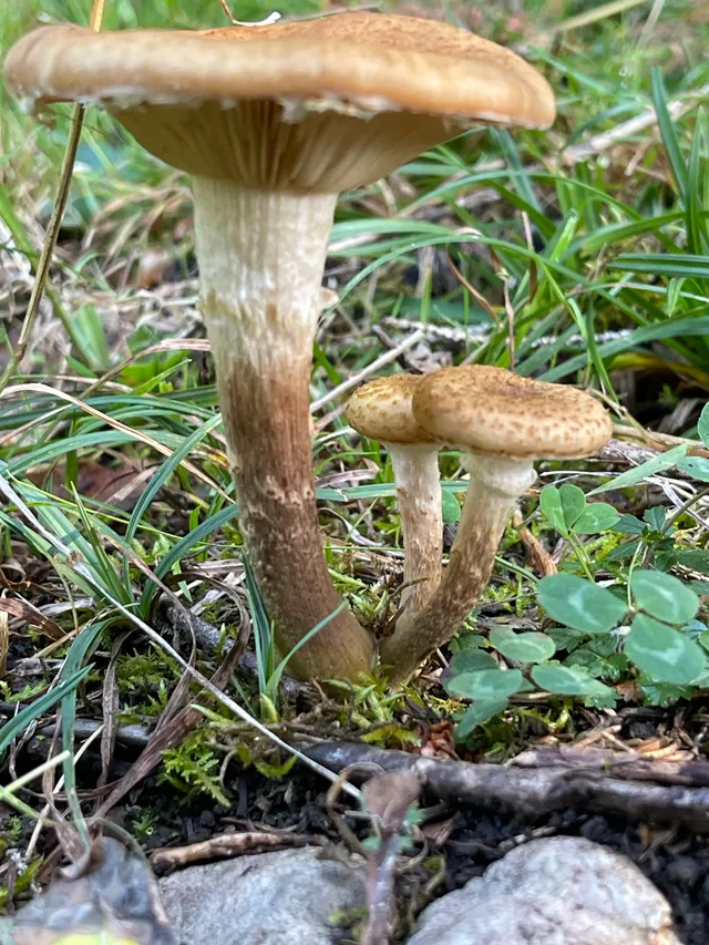 Honey fungus