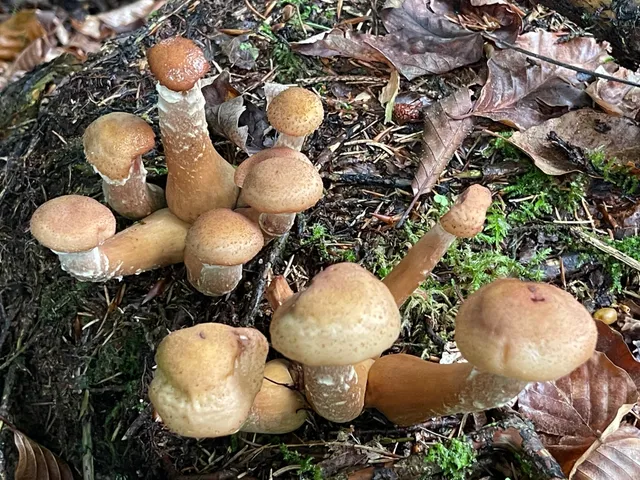 Honey fungus