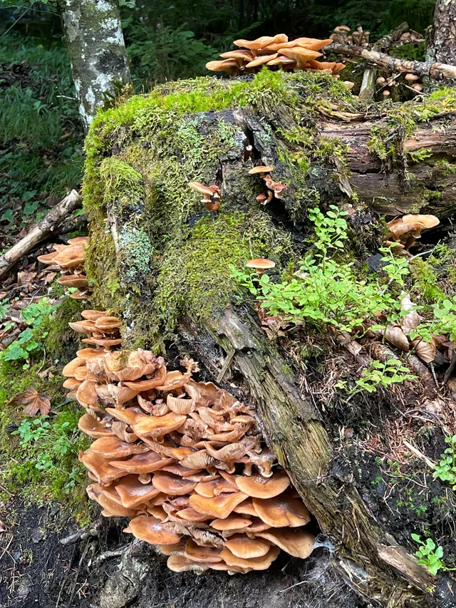 Honey fungus