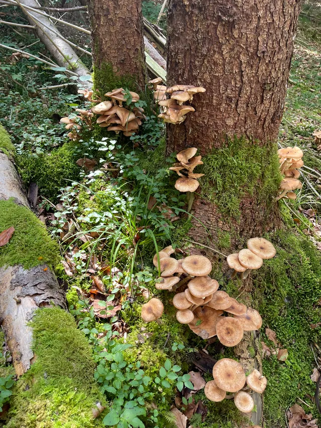 Honey fungus