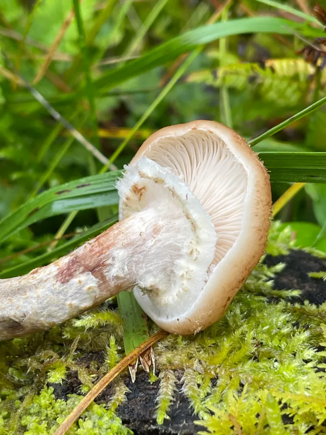Honey fungus