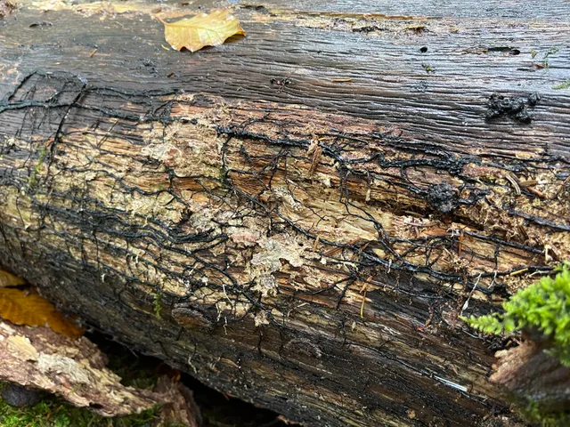 Honey fungus