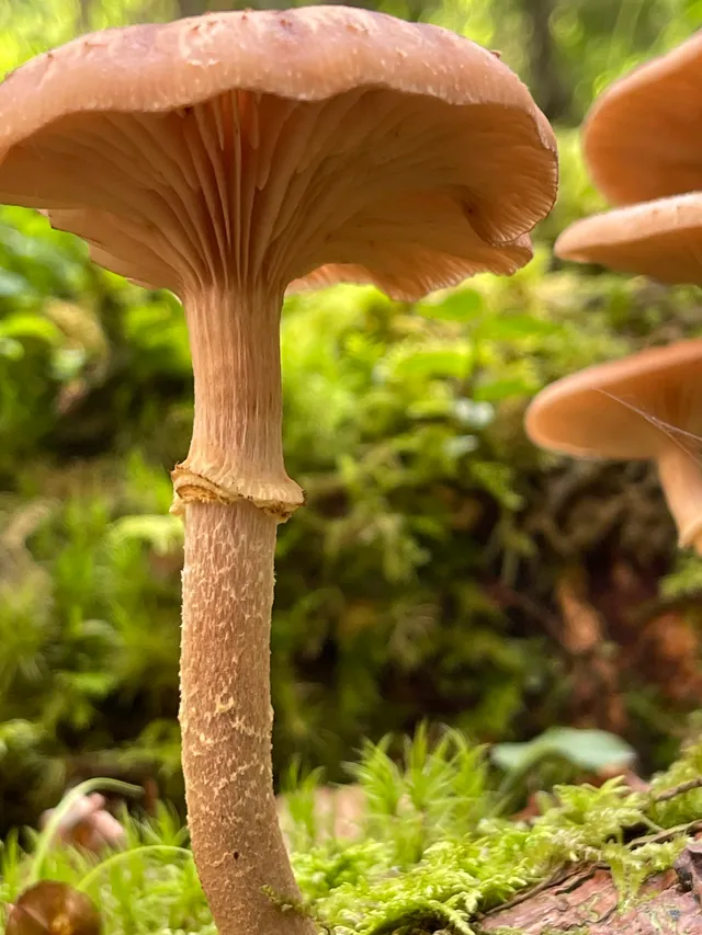 Honey fungus