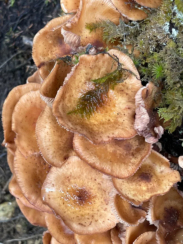 Honey fungus