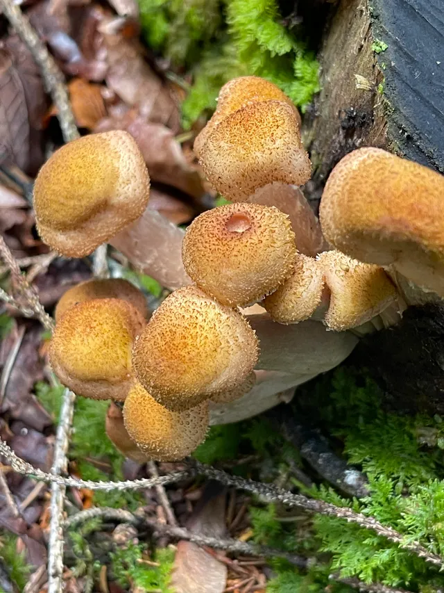 Honey fungus