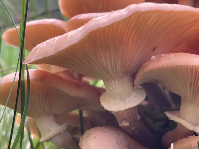Honey fungus