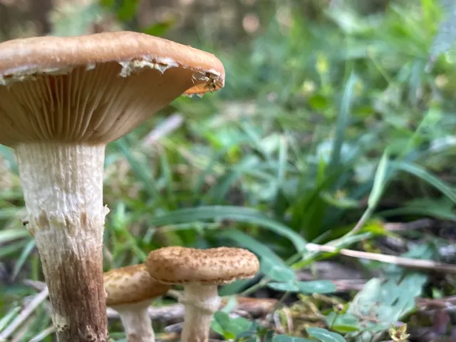 Honey fungus