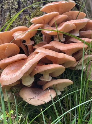 Honey fungus — 5