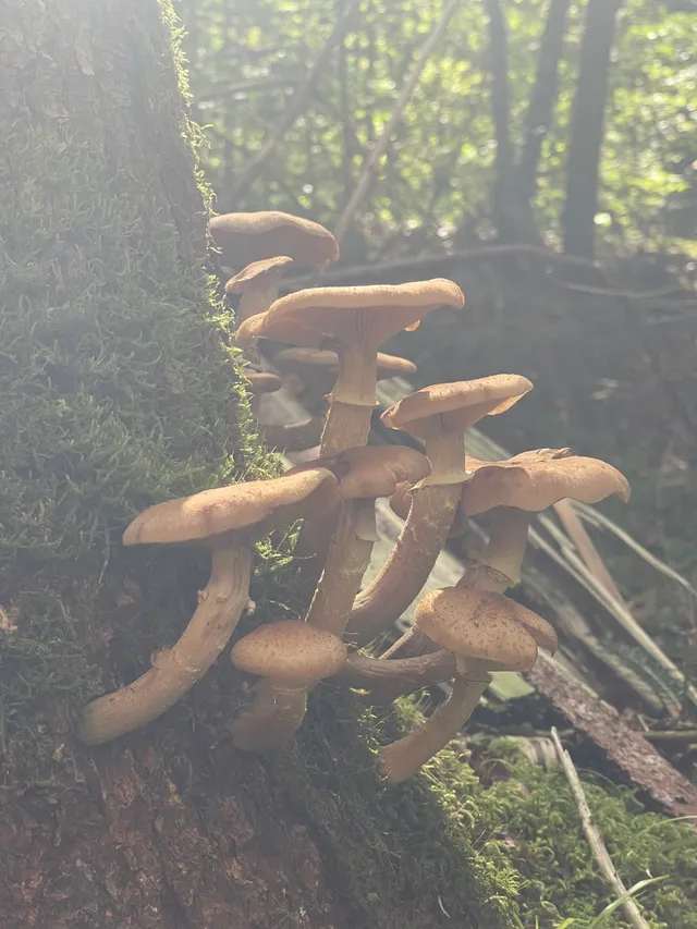 Honey fungus
