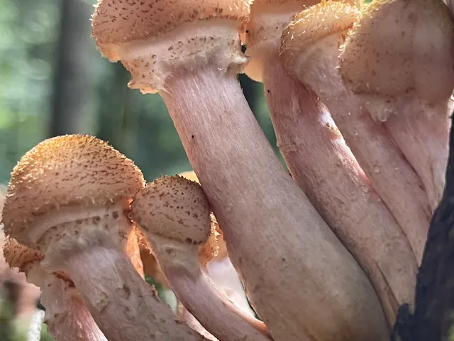 Honey fungus