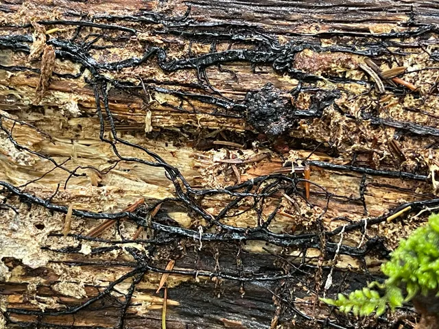 Honey fungus