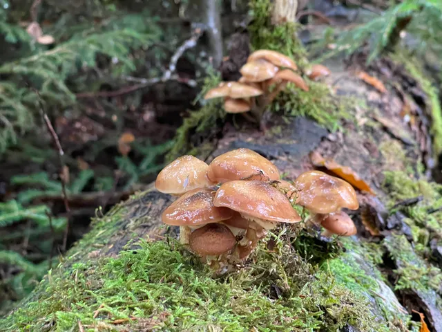 Honey fungus