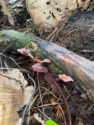 Jelly ear — 2
