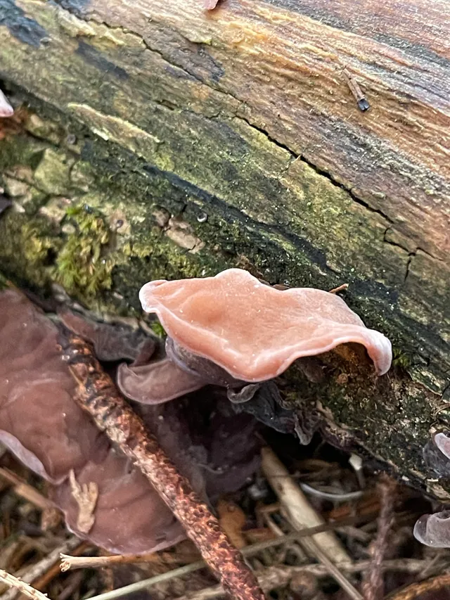 Jelly ear