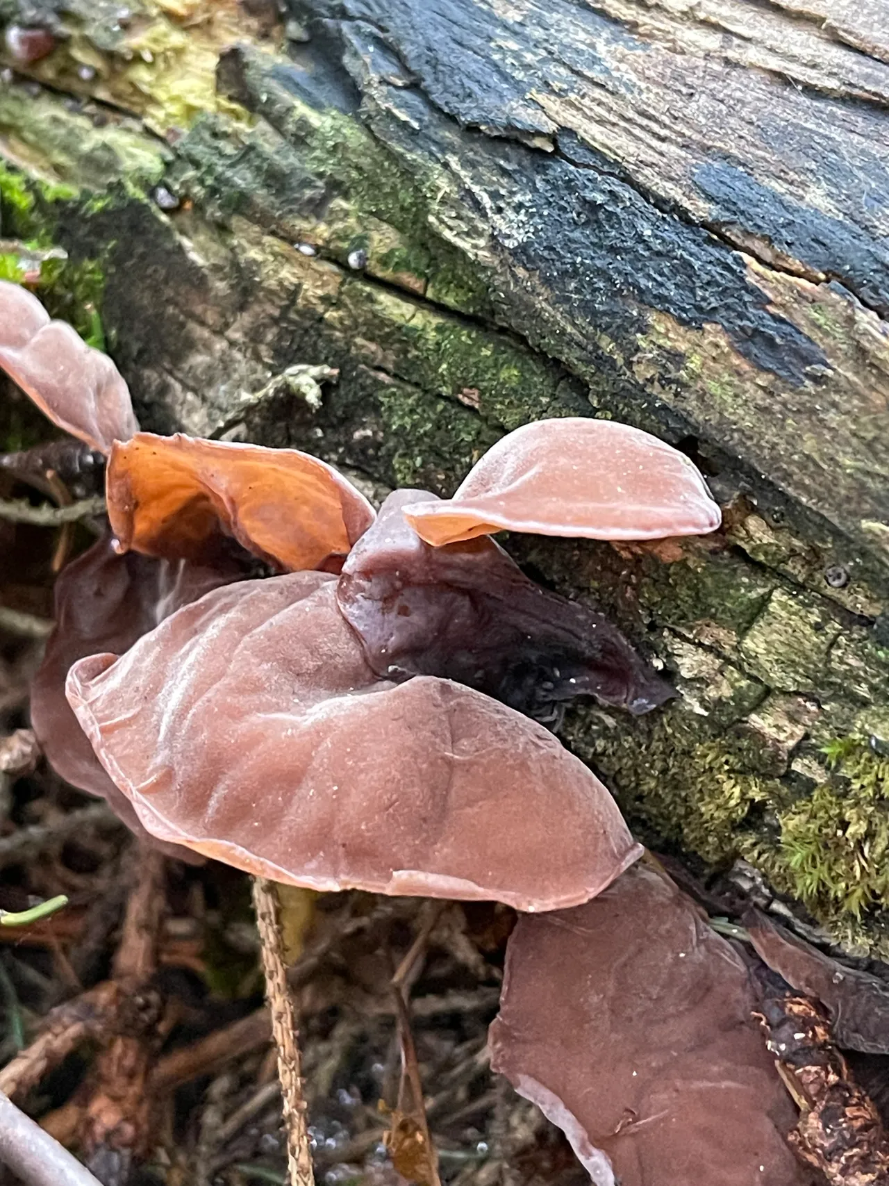 Jelly ear — 1