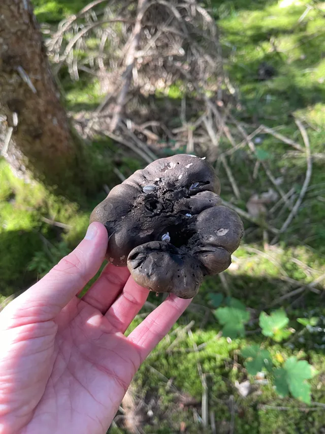 Black false bolete