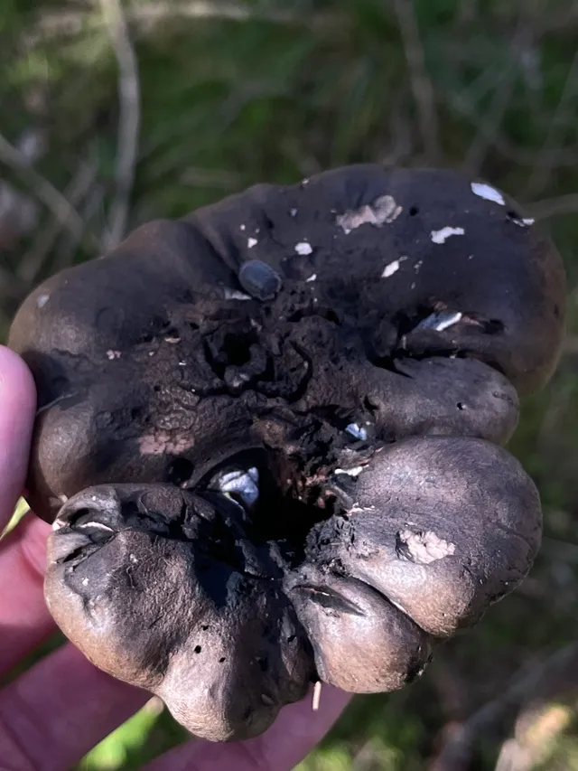 Black false bolete