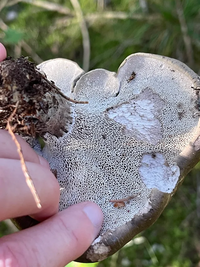 Black false bolete