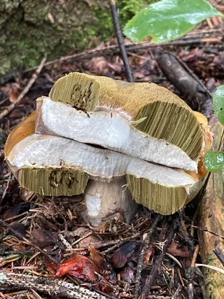 Cep — 2