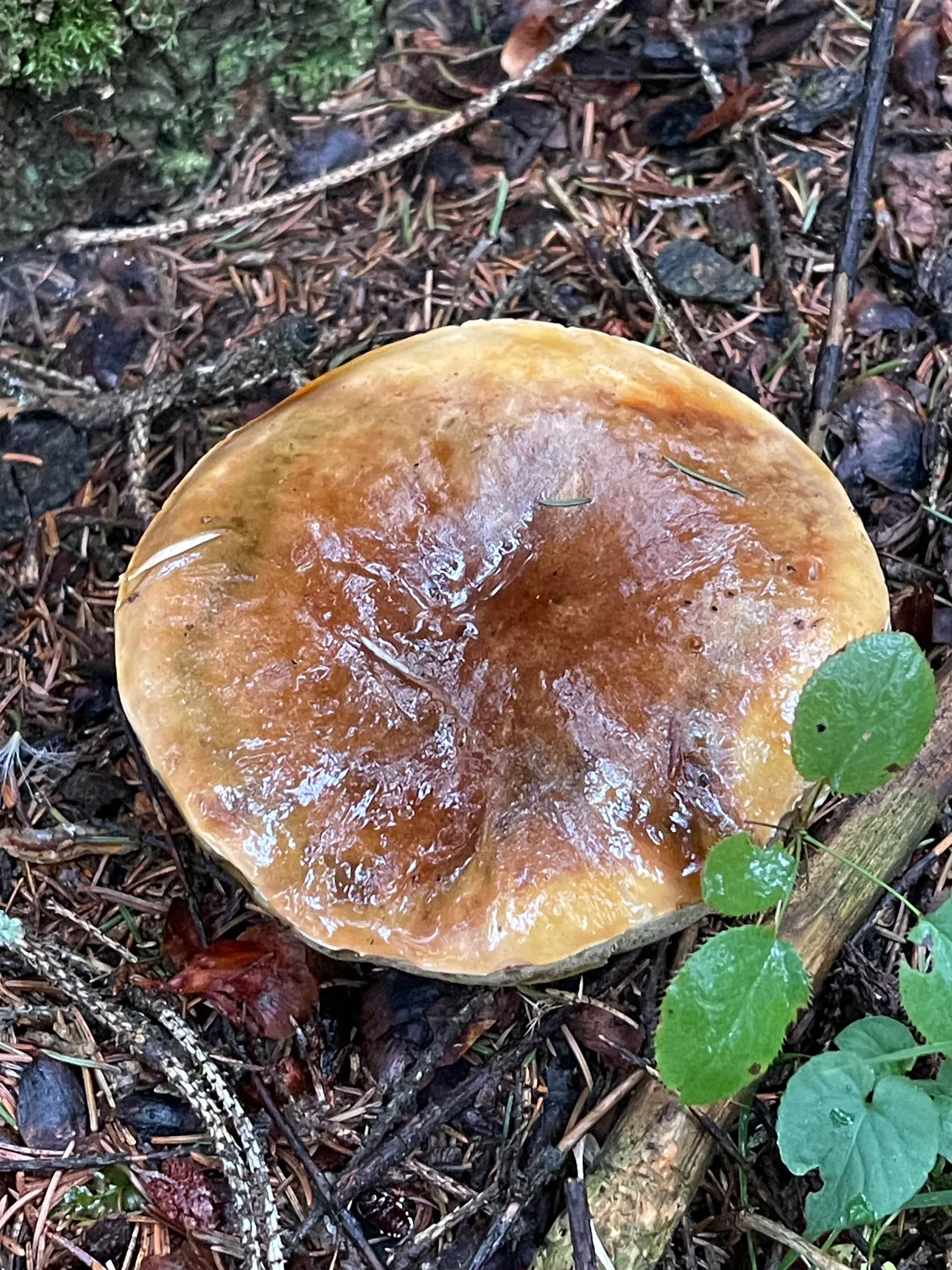 Cep — 1
