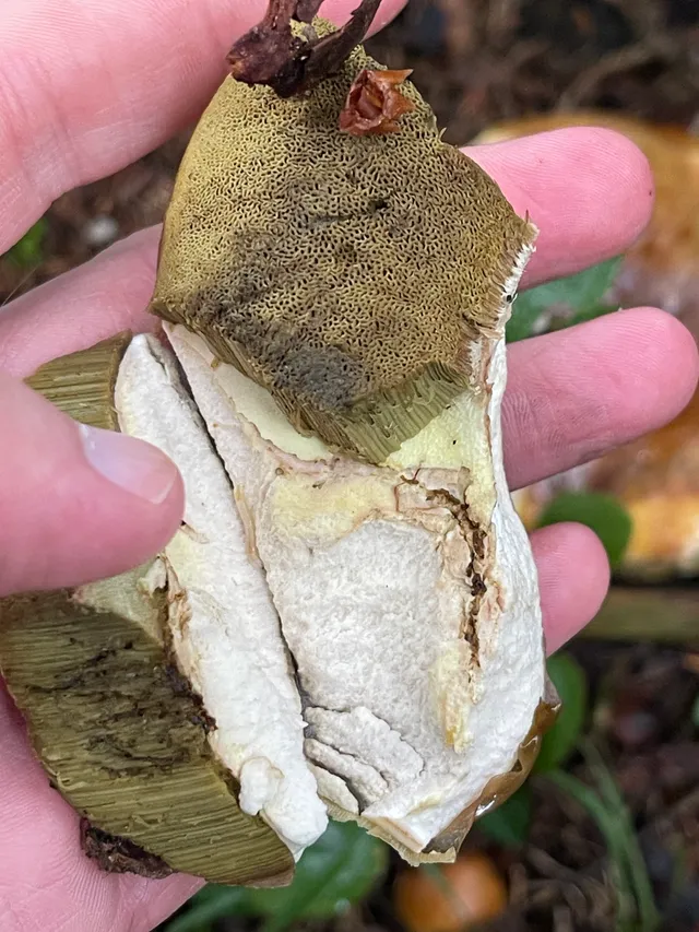 Cep