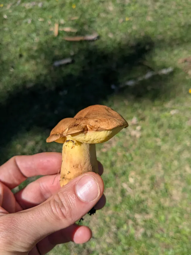 Oak bolete