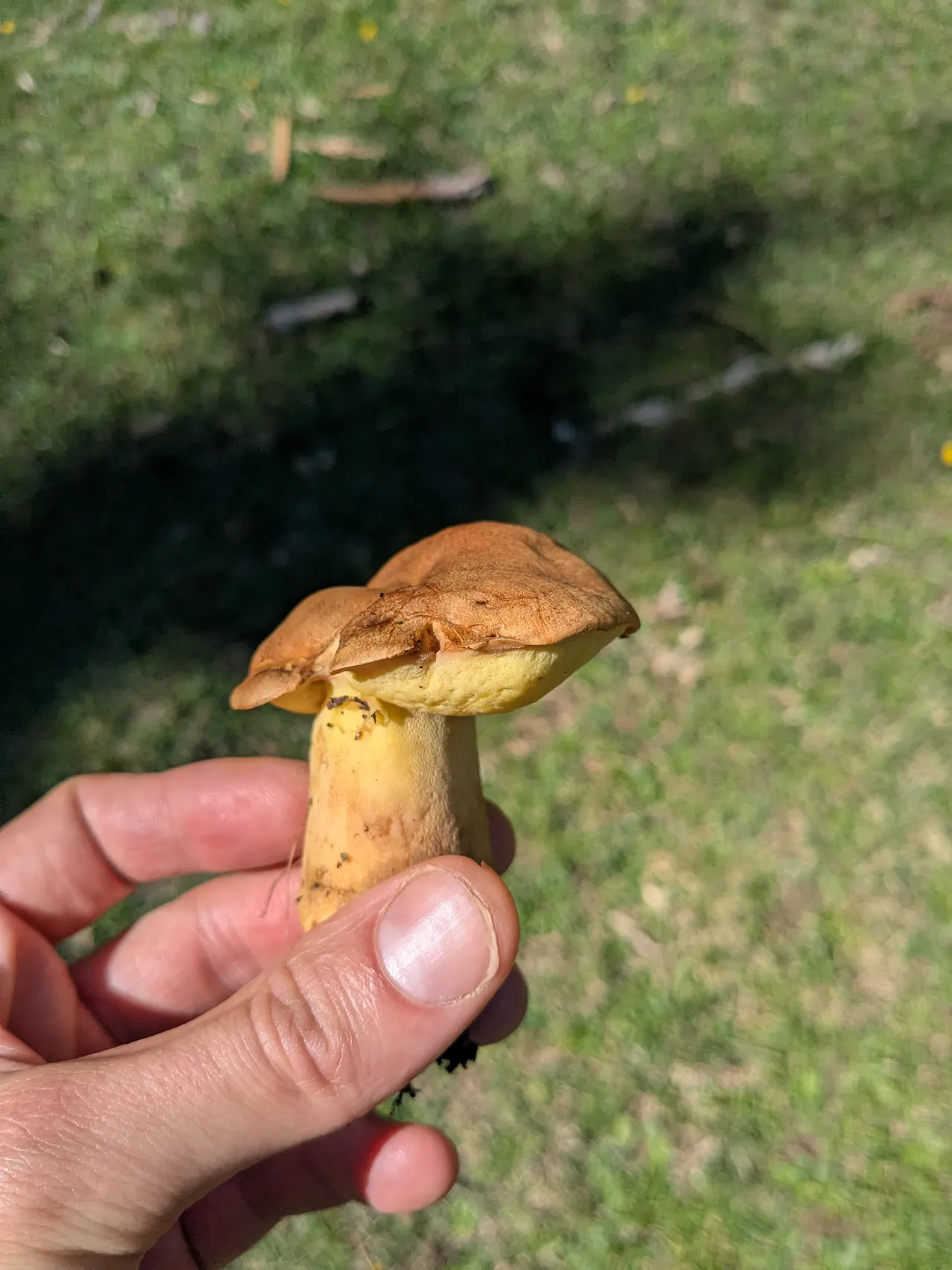 Oak bolete — 1
