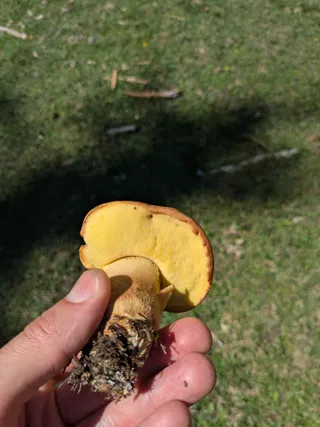 Oak bolete — 2